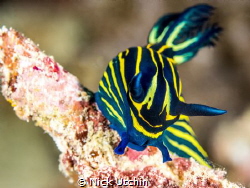 Dive Site : Seaventures,Malaysia
Camera : Olympus OM-D E... by Nick Utchin 